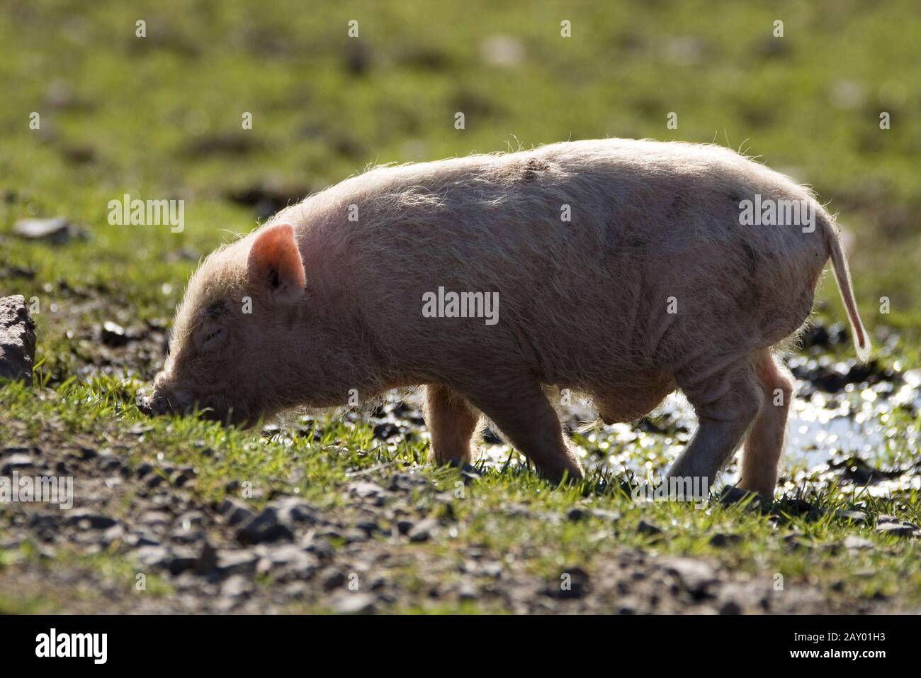 Topfbauchschwein, Topfbauchschwein, Nutztier, Nutztiere, Schwein Stockfoto