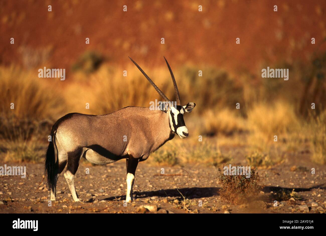 Oryx-Antilope, Spiessbock, Namibia, Afrika, afrika, Gemsbock Stockfoto