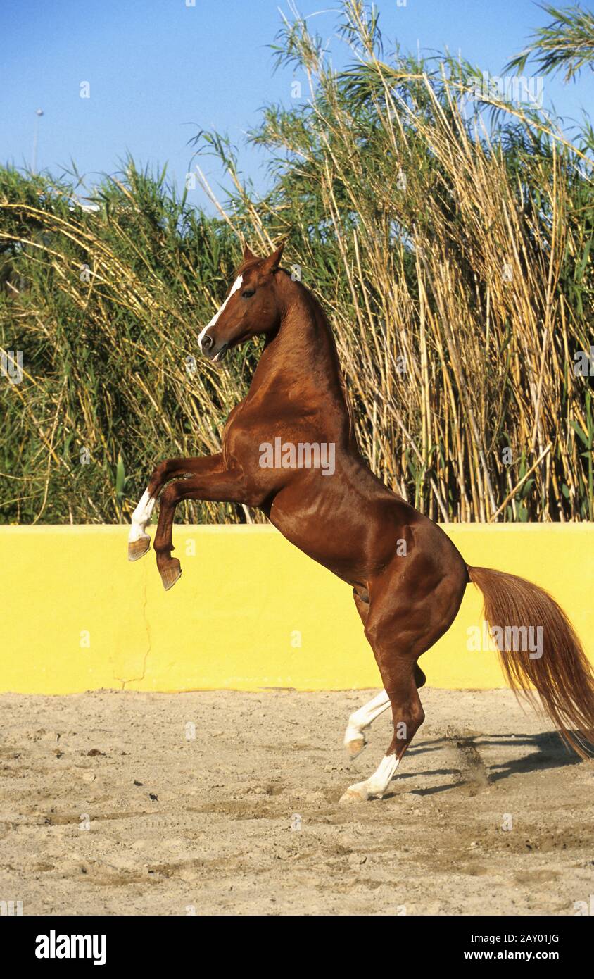 Reinrassige Arabische, arabische Pferde, steigender Hengst, caballo entero, arabisches Vollblut Stockfoto