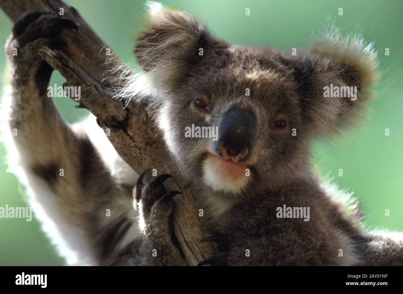 Koala, Aschenbeutelbär, Phascolarctos Cinereus, koalabaer, koalabear, australien, australien, australien Stockfoto