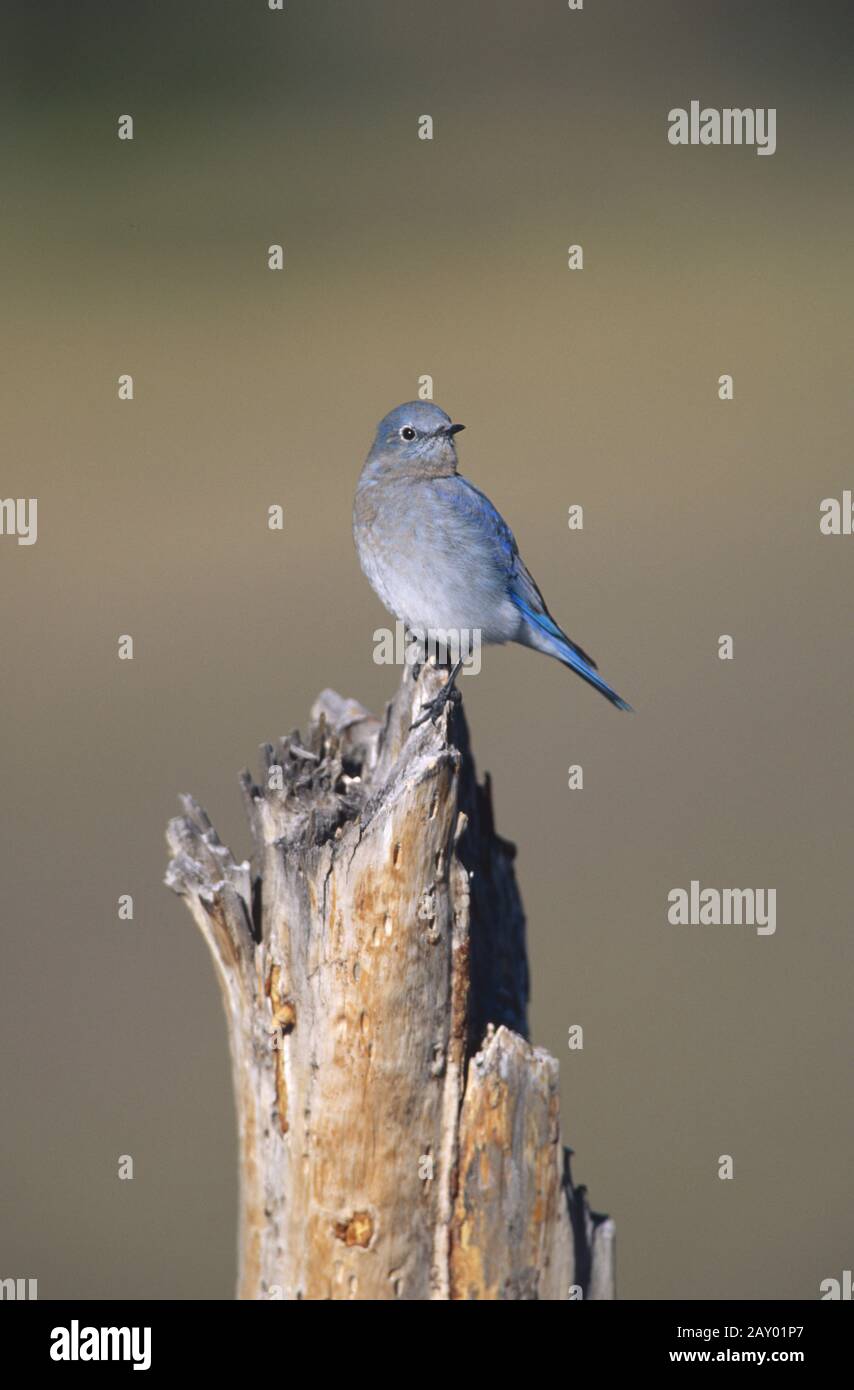 Berghuettensaenger, Sialia currucoides, Berg-Blauvogel Stockfoto