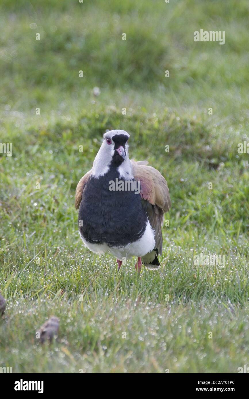 Bronzekiebitz, Vanellus chilensis, südlicher Lapflügel, chile kiebitz, Cayenne Lapwing, chilenischer Lapwing, Chilischlapping, Chilischoten Stockfoto