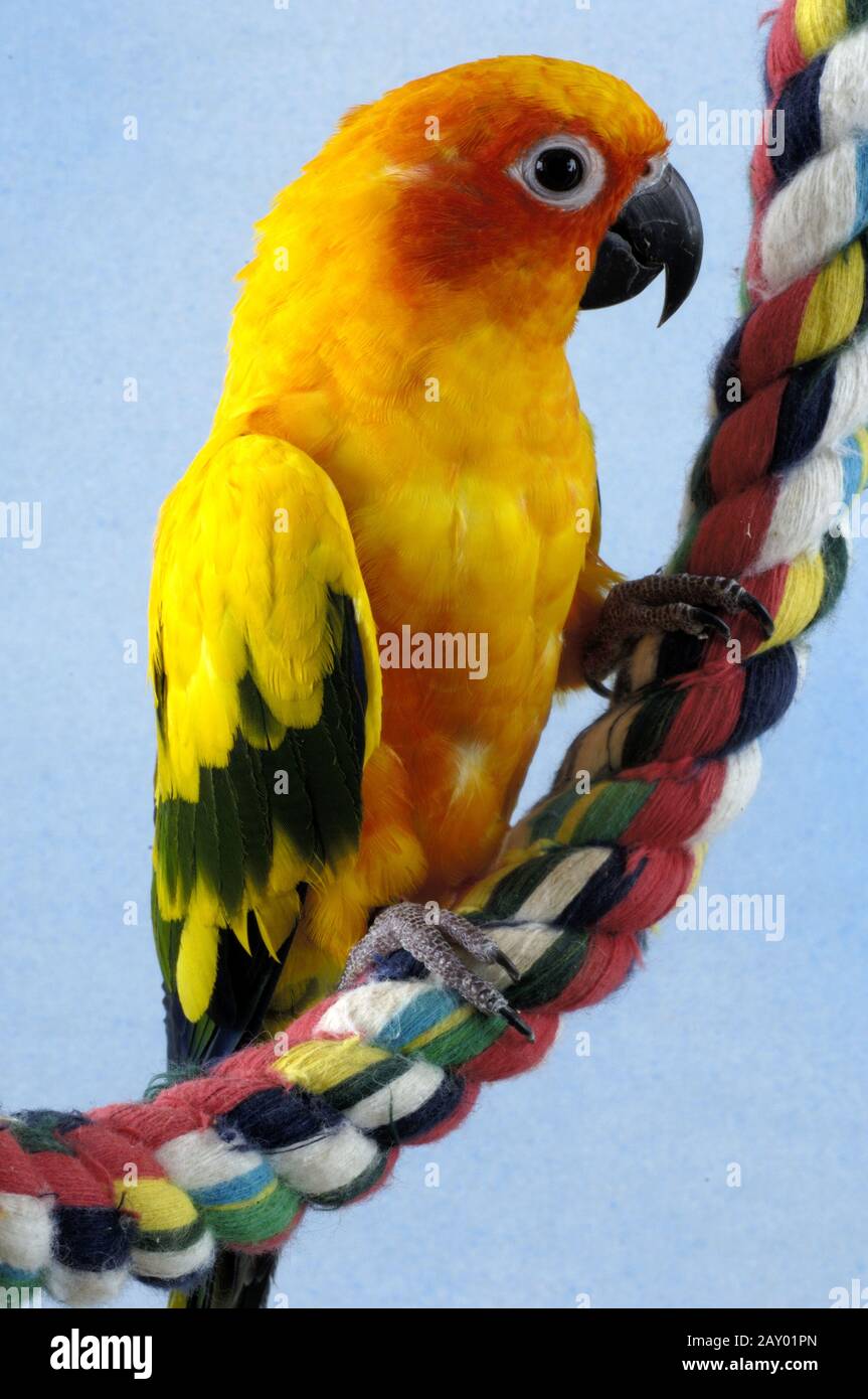 Sun Conure, Aratinga solstitialis, Sonnensittich, Petbird, Petbirds, ziervogel, Ziervoegel, Haustier, Haustiere, Haustiere, heimtier Stockfoto