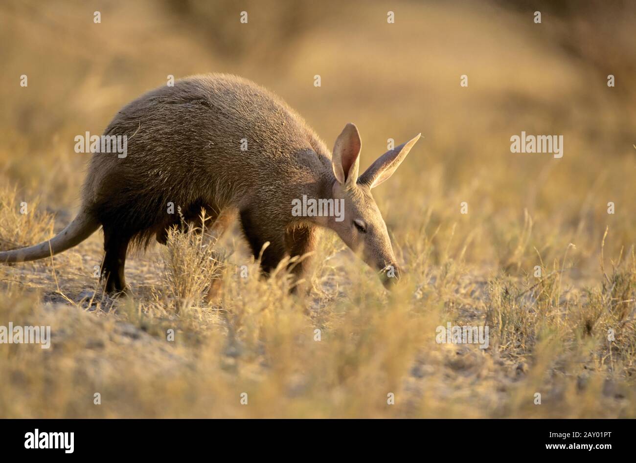 Namibia, Afrika, Etosha NP, Aardvarks, durchstreift trockene Savanne, Orycteropus afer Stockfoto