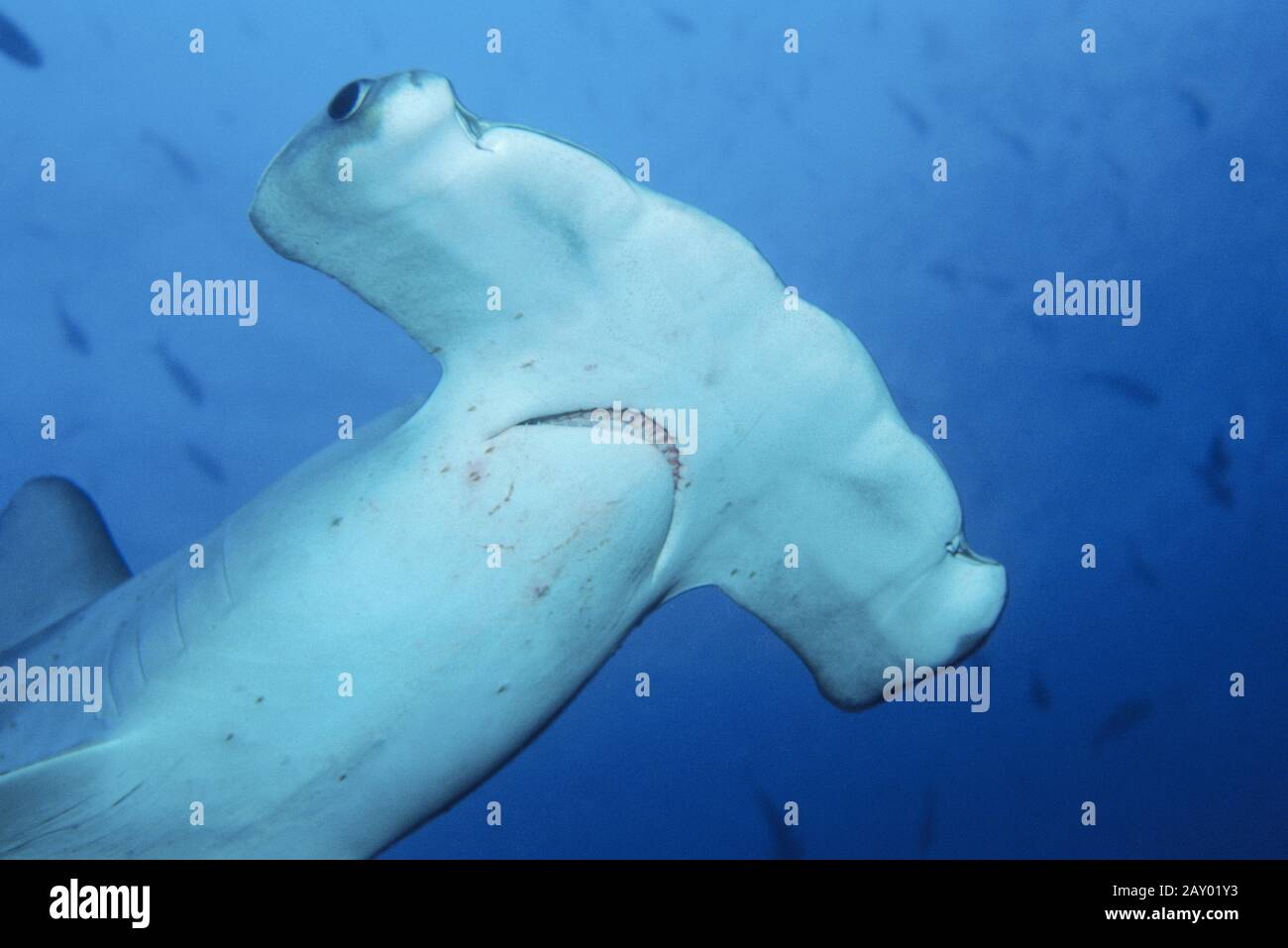 Bronze-Hammerhai, nierenköpfige Hammerhaie, Sphyrna lewini, gekernte Hammerhaie Stockfoto