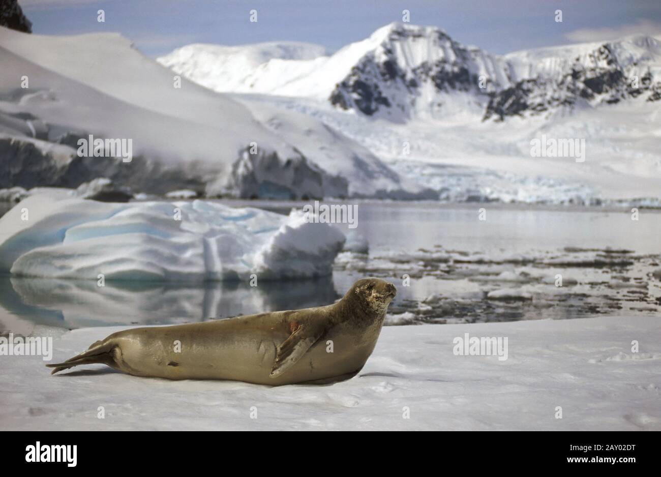 Krabbenfresserrobbe, Lobodon carcinophagus, Crab-eater Seal Stockfoto