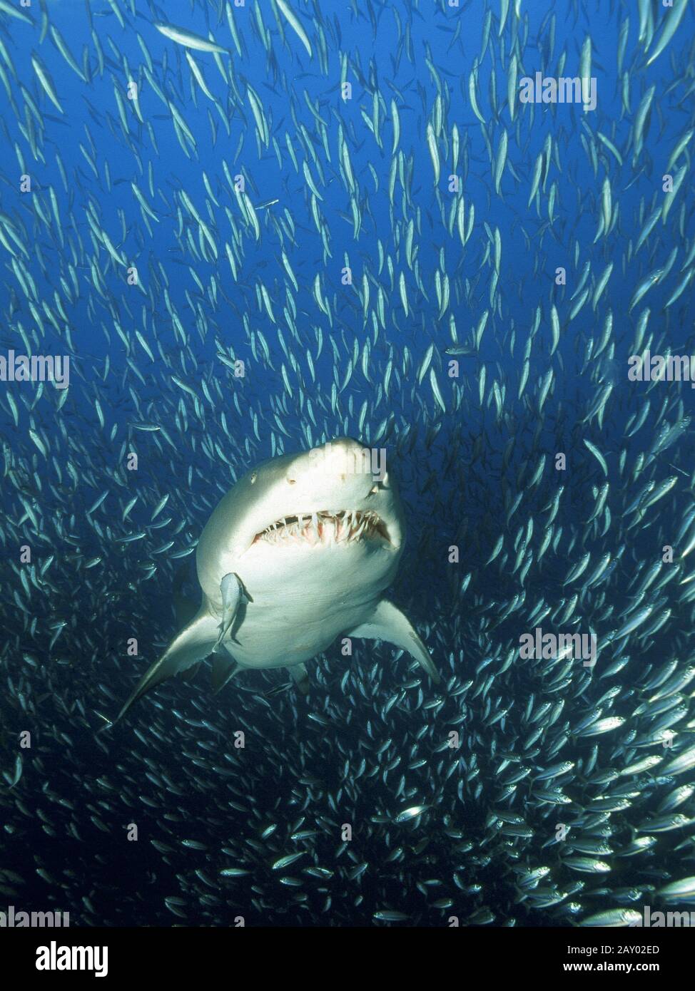 Grauer Schwesternhai, Sandtiger Hai, in der Schule der Fische, Karcharias stier Stockfoto