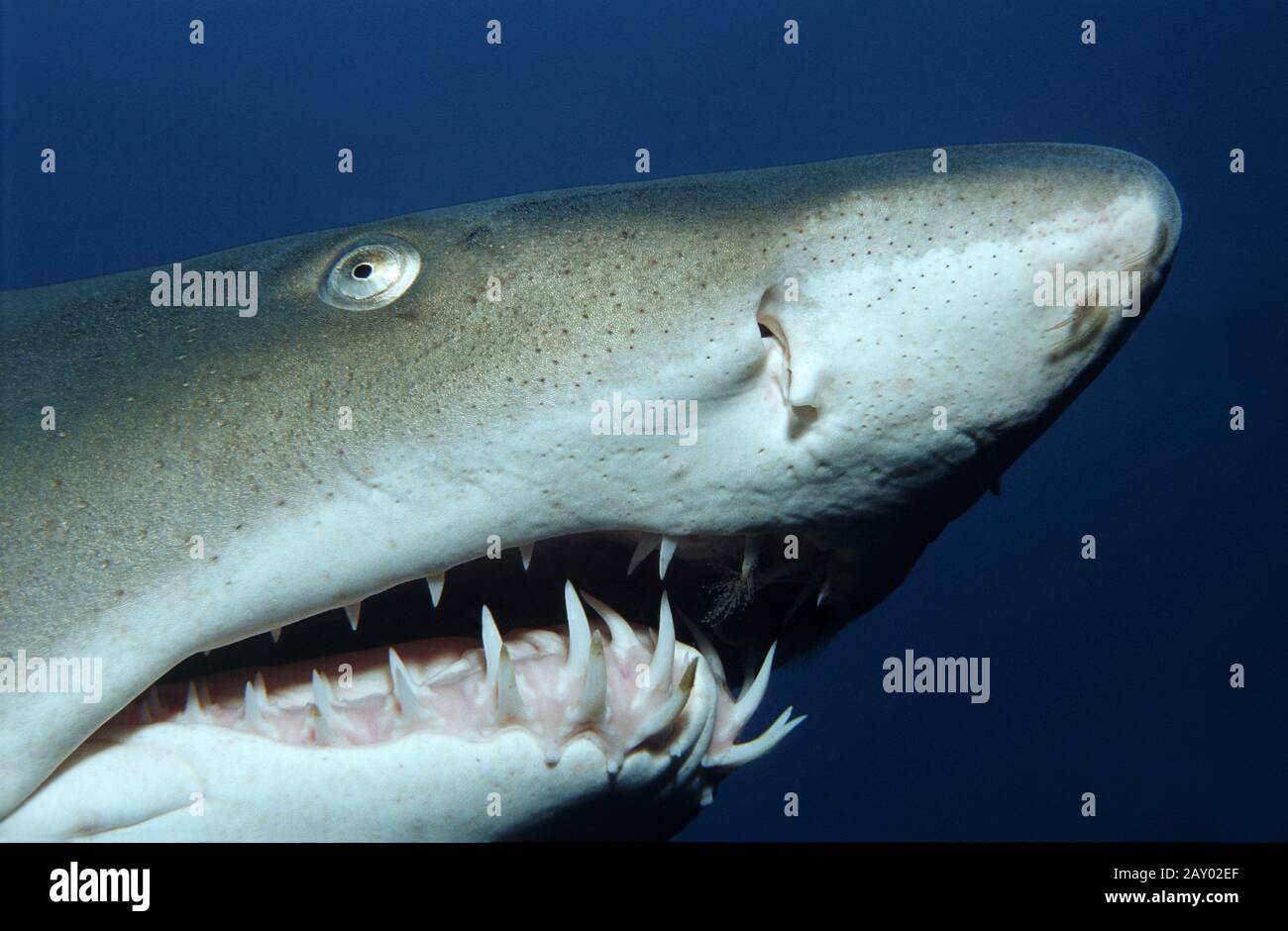 Grauer Schwesternhai, Sandtiger Hai, in der Schule der Fische, Karcharias stier Stockfoto