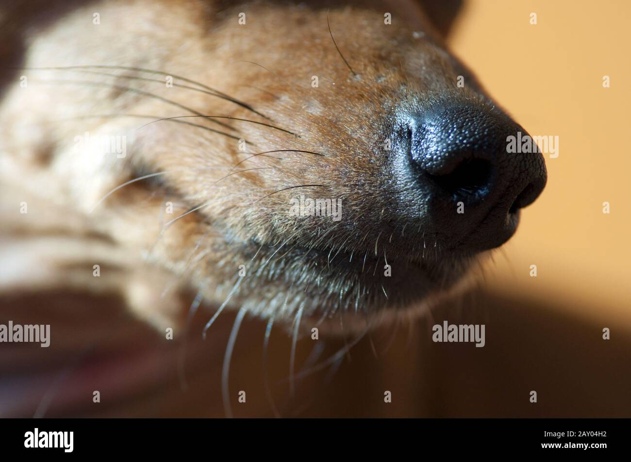 Deutsche Pinscher Stockfoto