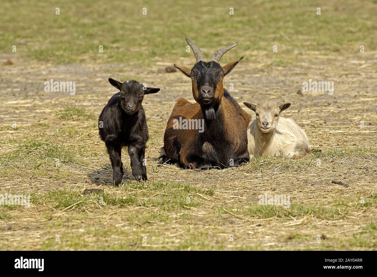 Hausziege (Capra hircus) Stockfoto