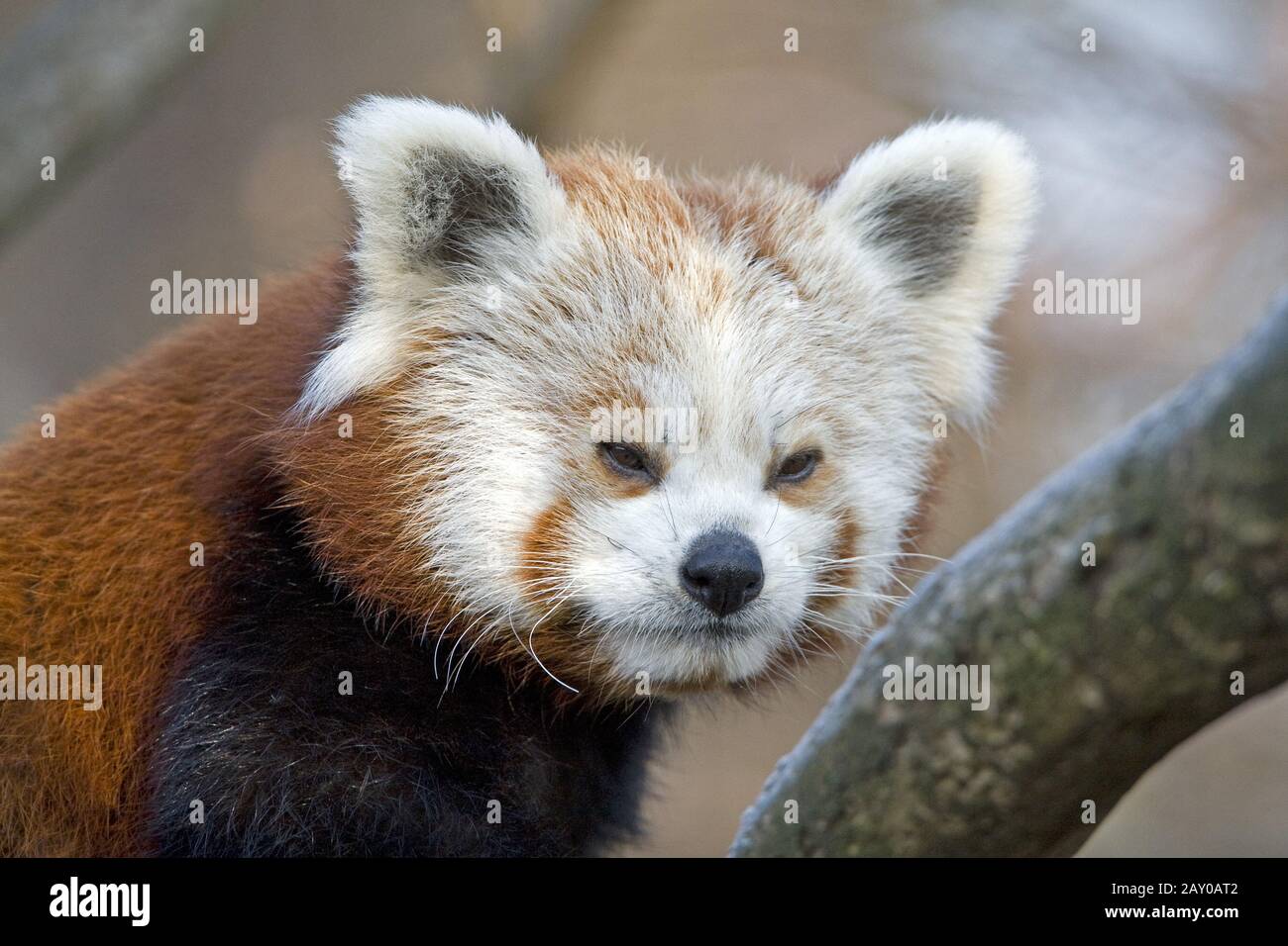 Roter Panda Ailurus fulgens Katzenbär Stockfoto