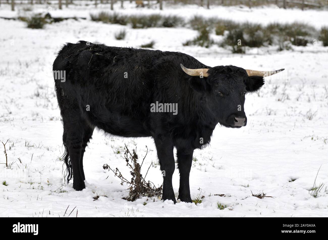 English Park Cattle, Bos primigenius taurus Stockfoto