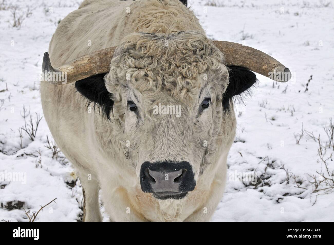 English Park Cattle, Bos primigenius taurus Stockfoto