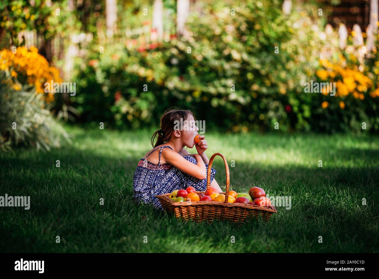 Mädchen, die eine Tomate in einem Garten neben einem Korb mit frischen Tomaten essen, USA Stockfoto