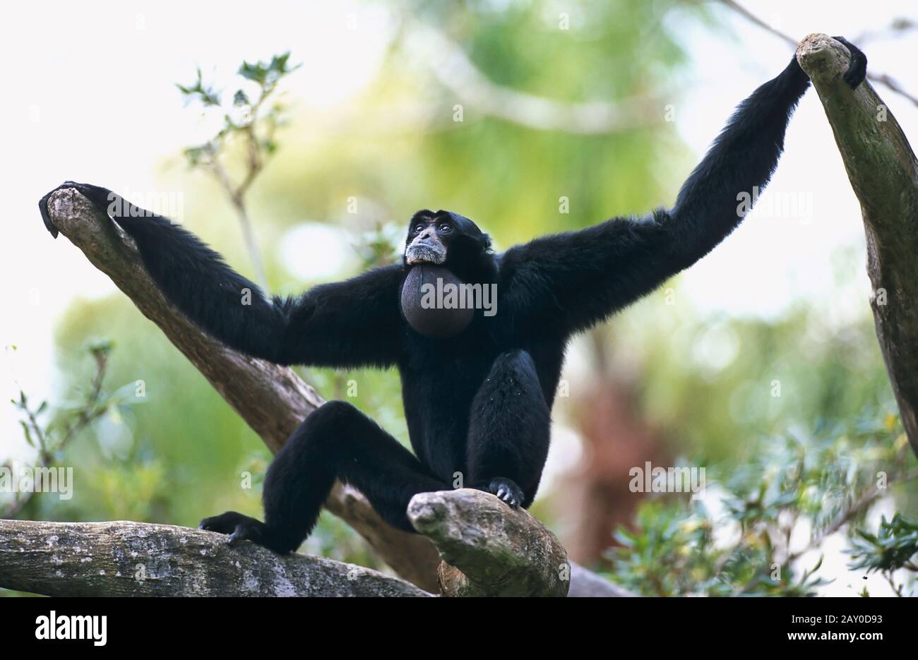 Siamang, Symphalangus synactylus, Siamang, Zoo, tierpark, Zoohaltung Stockfoto