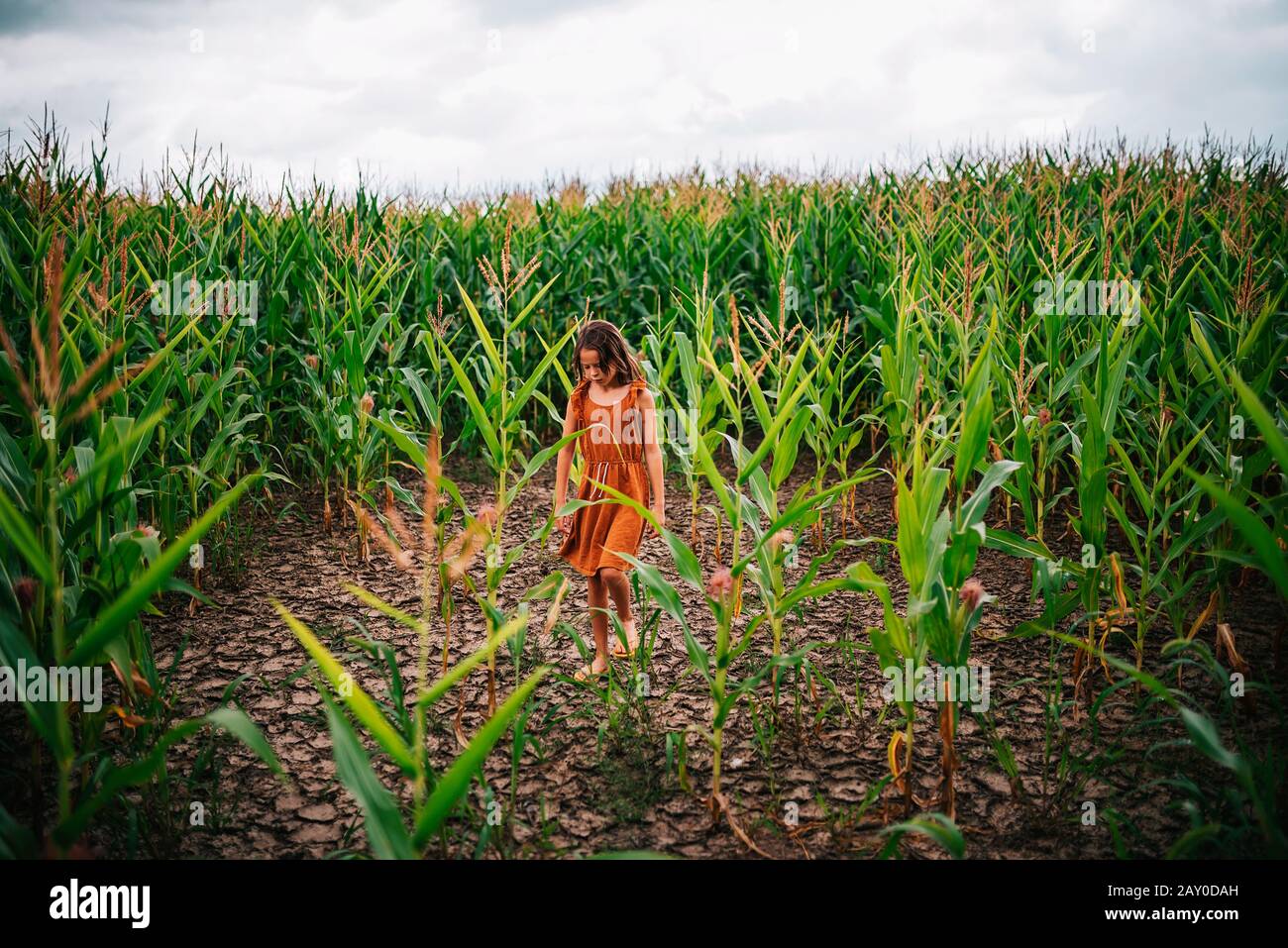 Mädchen, die durch ein Maisfeld, USA, spazieren Stockfoto