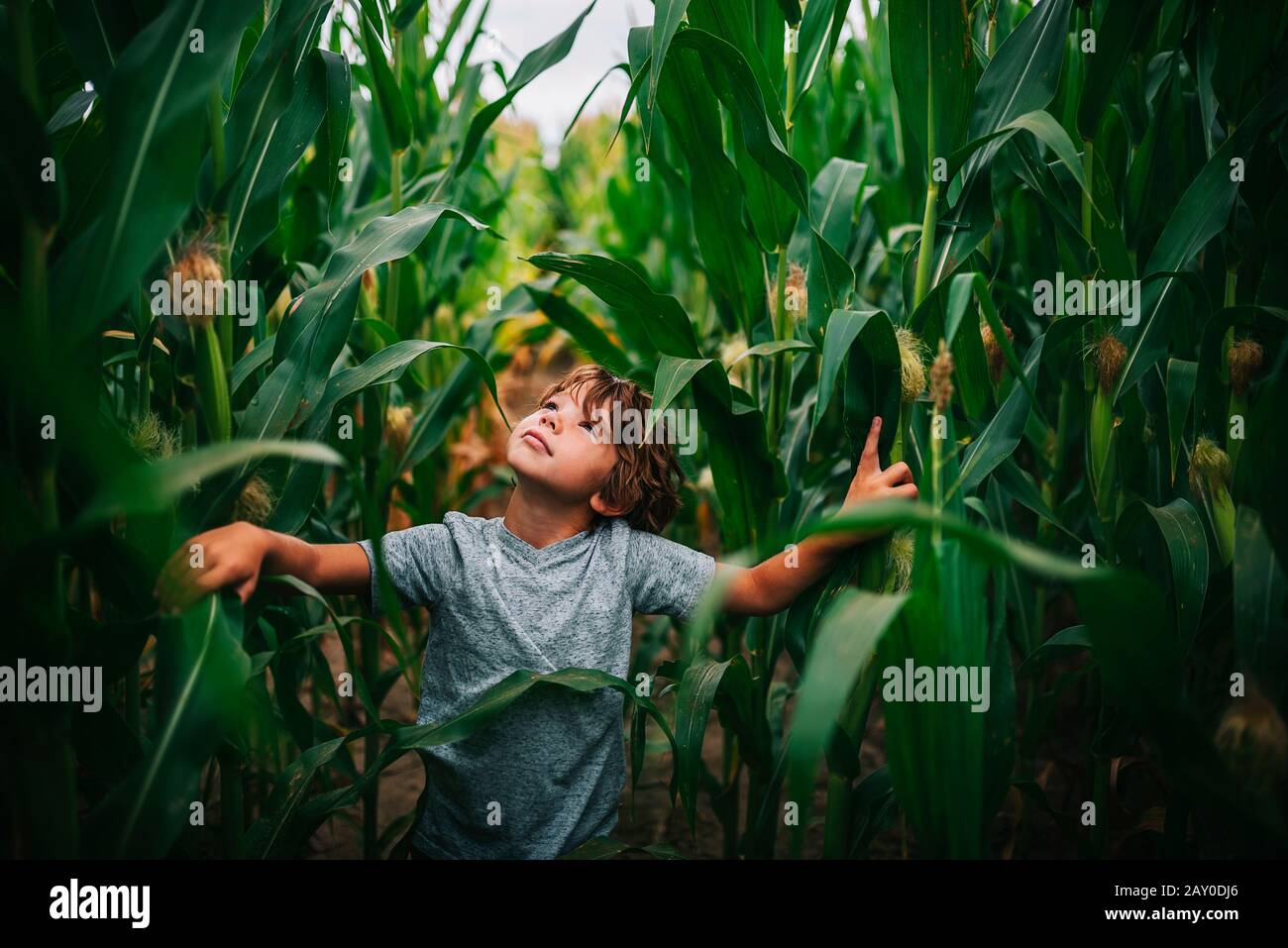 Junge, der auf einem Maisfeld spielt, USA Stockfoto