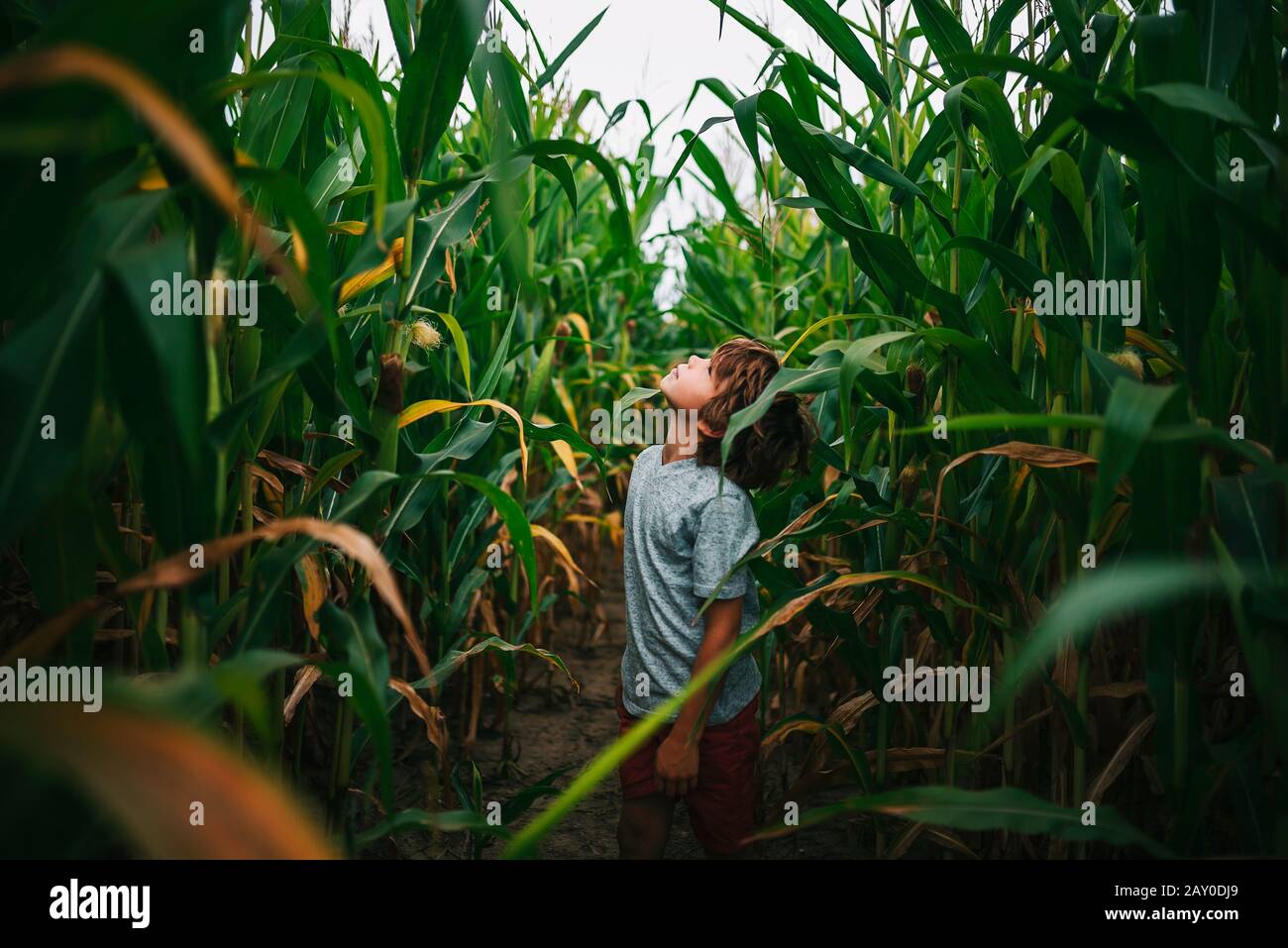 Portrait eines Jungen, der in einem Maisfeld steht und nach oben zum Himmel blickt, USA Stockfoto