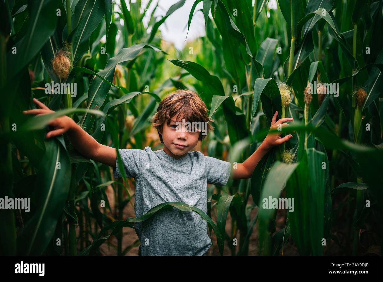Porträt eines Jungen, der auf einem Maisfeld, USA, steht Stockfoto