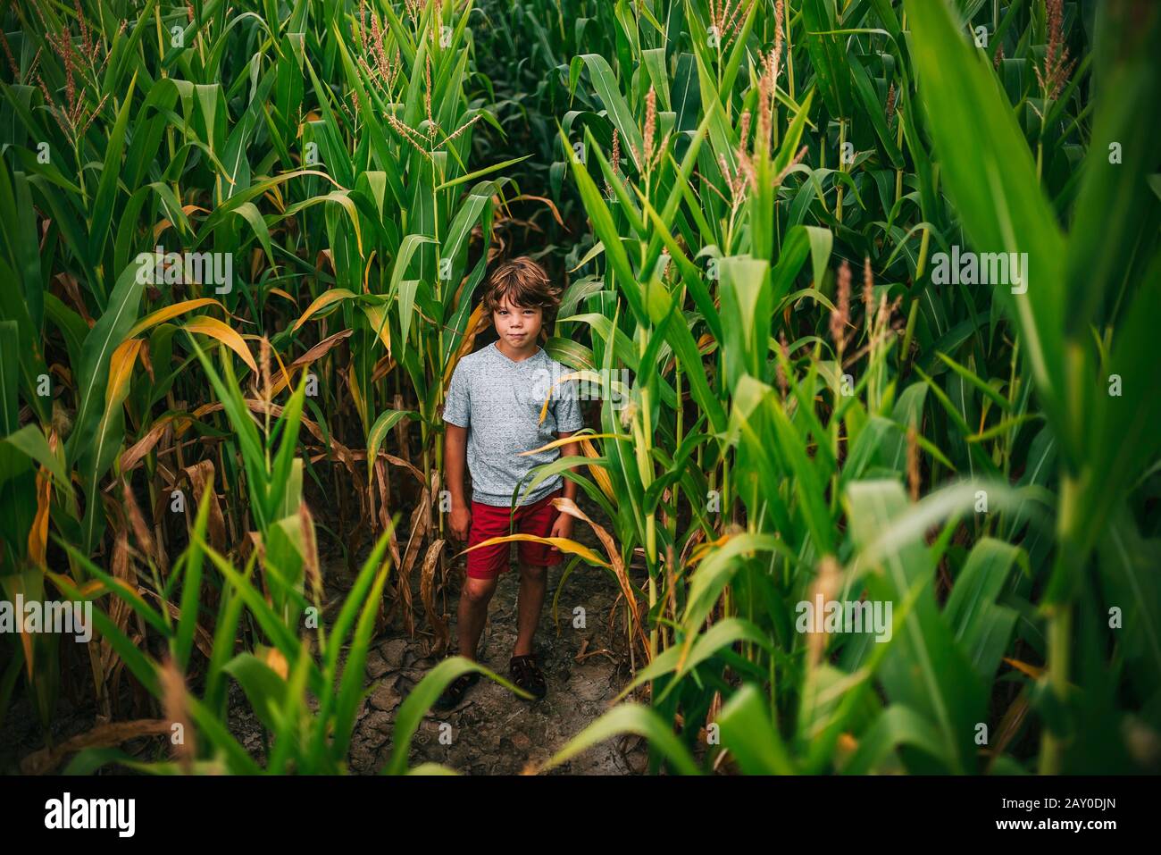 Porträt eines Jungen, der auf einem Maisfeld, USA, steht Stockfoto