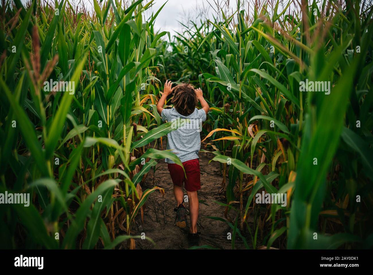 Porträt eines Jungen, der durch ein Maisfeld läuft, USA Stockfoto