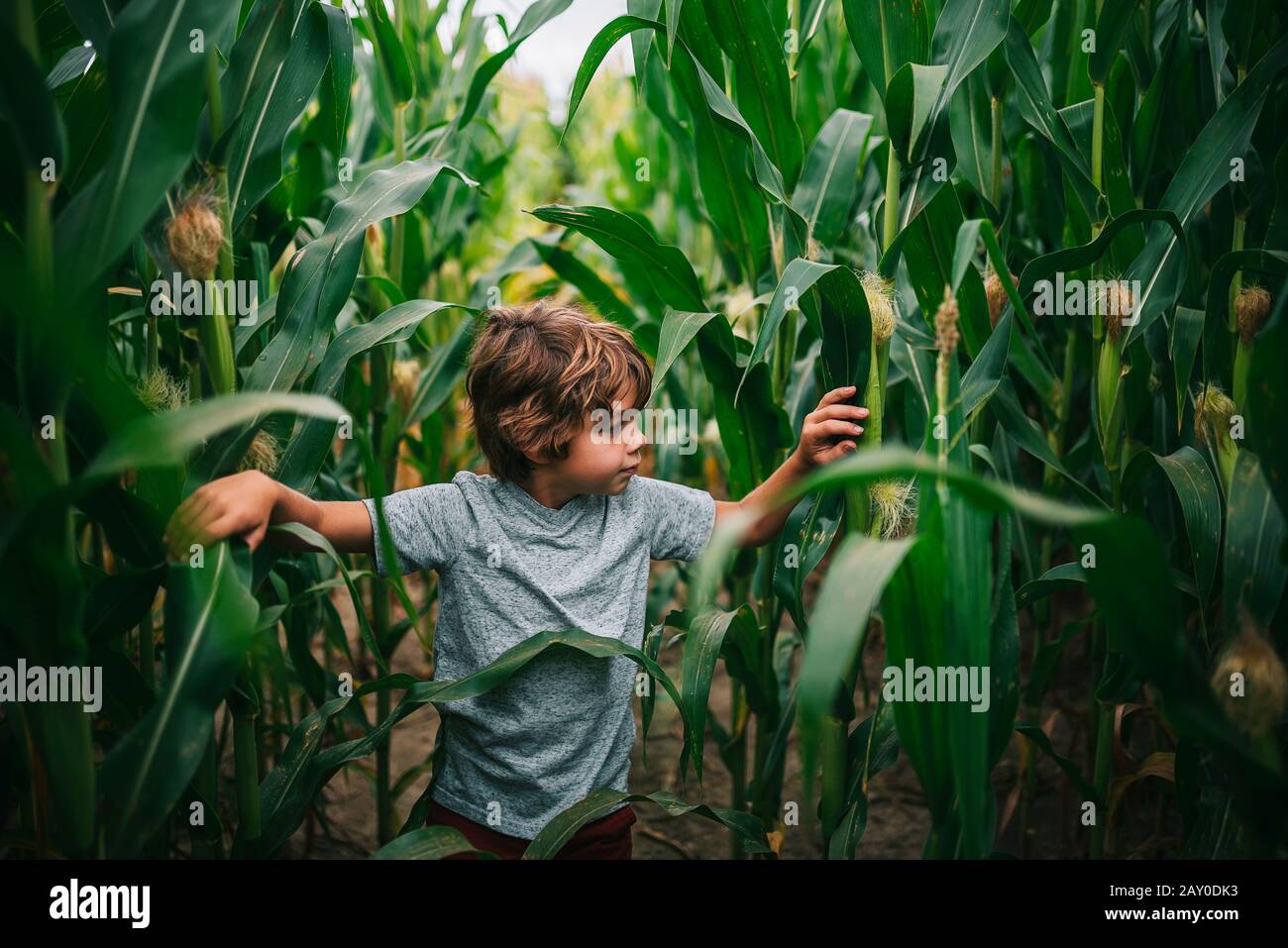 Junge, der auf einem Maisfeld spielt, USA Stockfoto
