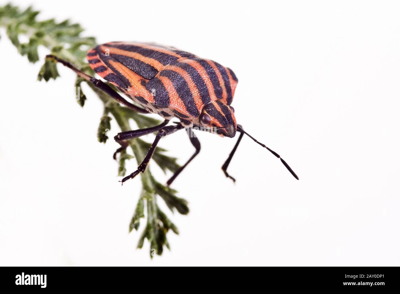 Gestreifte bug (Graphosoma lineatum) Stockfoto