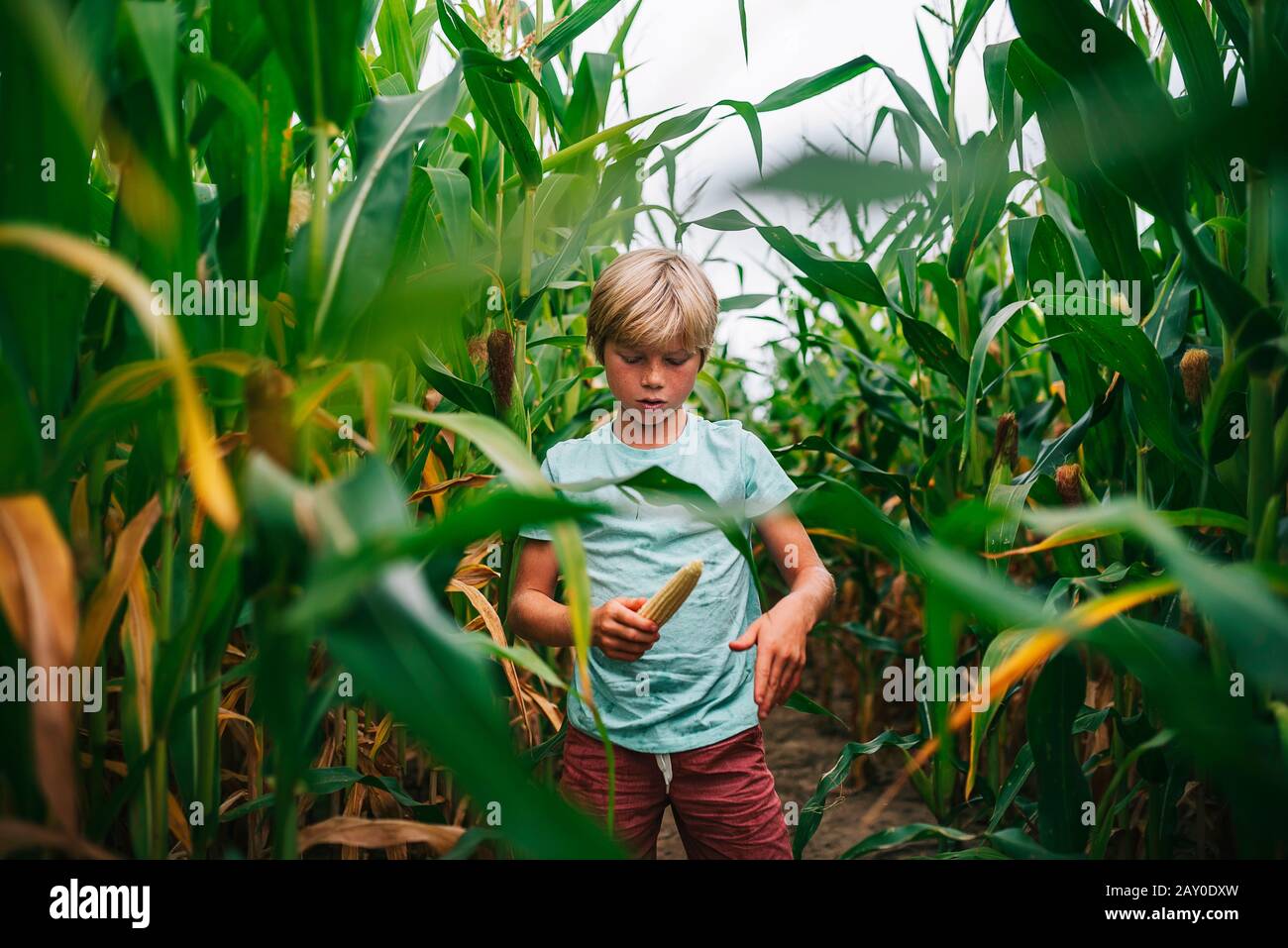 Junge, der in einem Feldpflückmais steht, USA Stockfoto