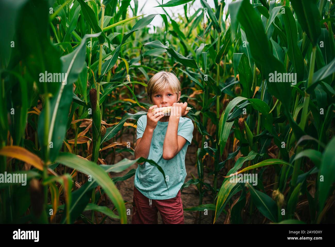 Junge, der auf einem Maisfeld steht und einen Maiskolben isst, USA Stockfoto