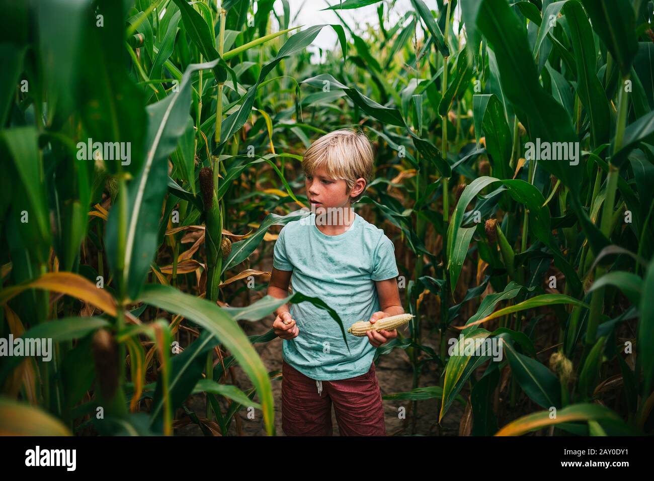 Junge, der in einem Feldpflückmais steht, USA Stockfoto