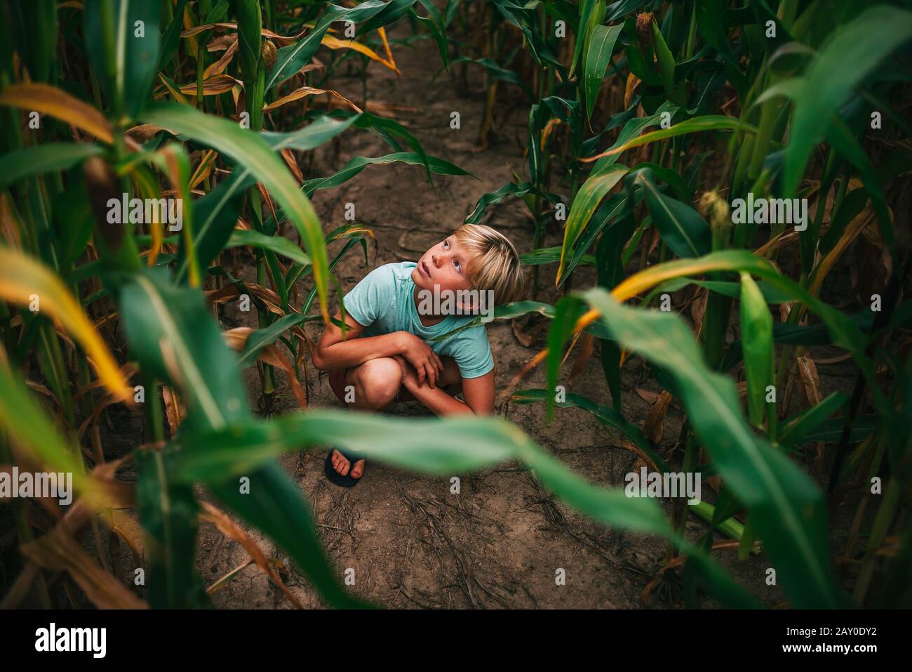 Junge, der in einem Maisfeld, USA, kaut Stockfoto