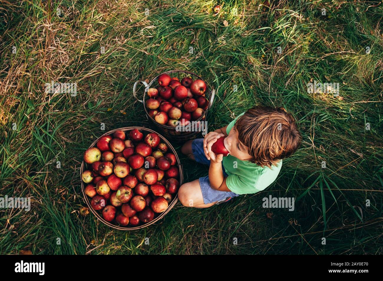 Overhead-Ansicht eines Jungen, der in einem Obstgarten sitzt und einen apfel isst, USA Stockfoto
