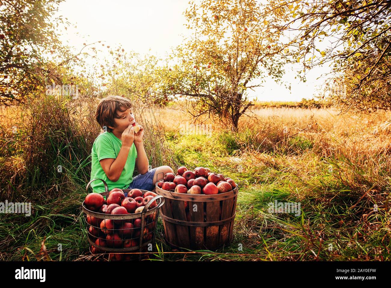 Junge, der in einem Obstgarten sitzt und einen apfel isst, USA Stockfoto
