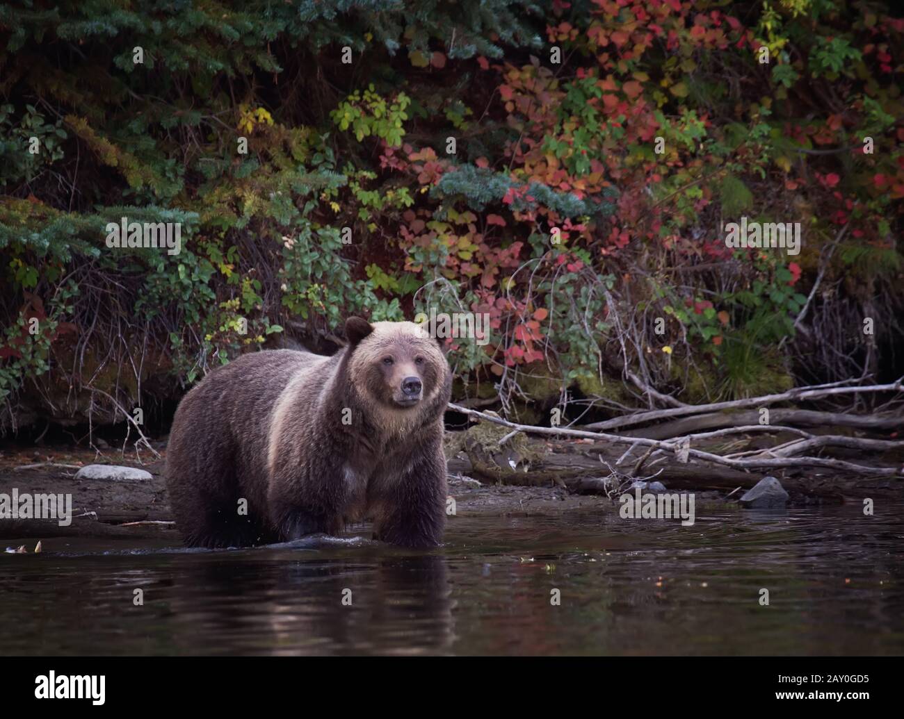 Grizzly Bear Hunting for Fish, Chilko Lake, British Columbia, Kanada Stockfoto