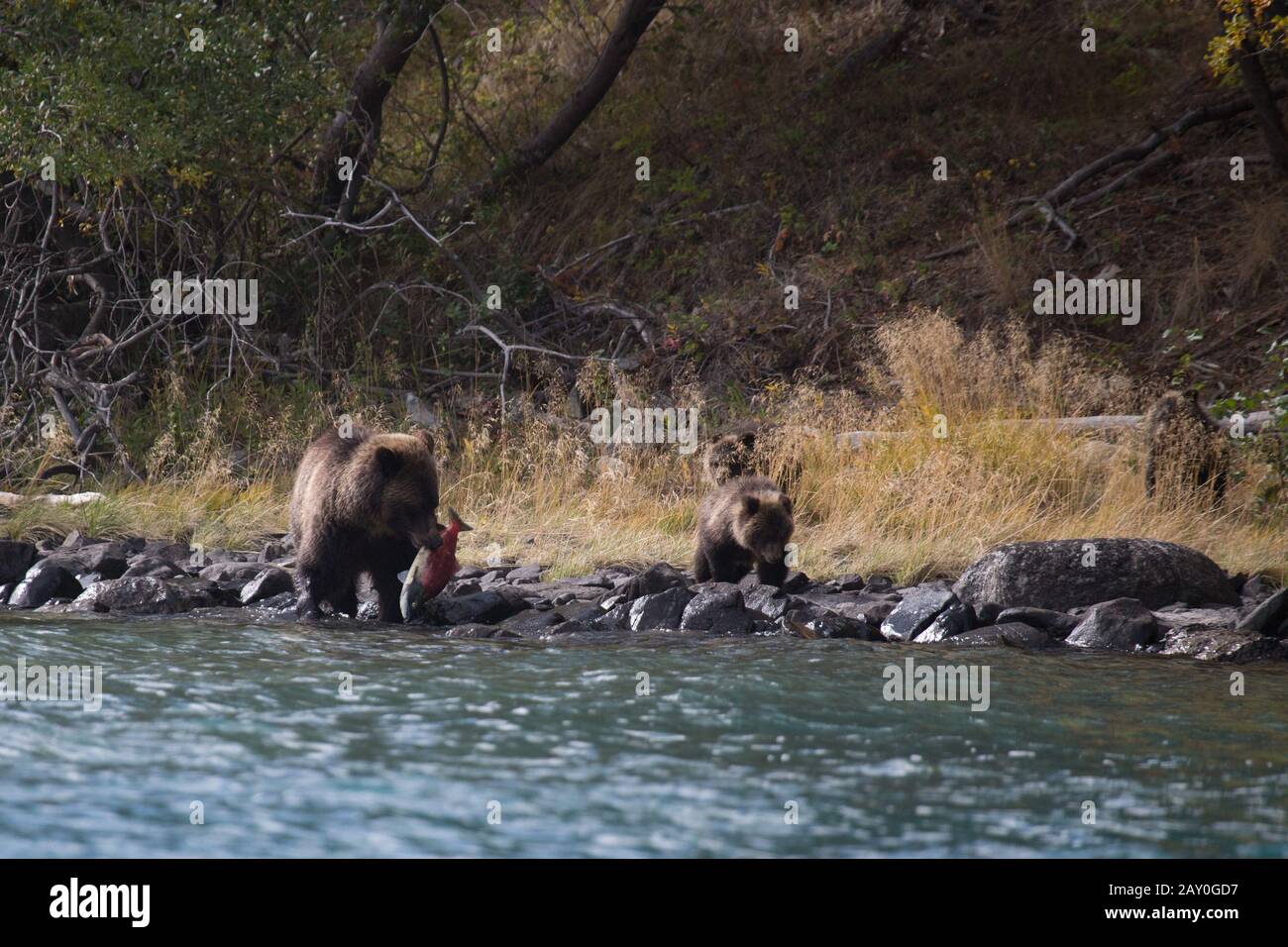 Grizzly Bears Catching Fish, Chilko Lake, British Columbia, Kanada Stockfoto