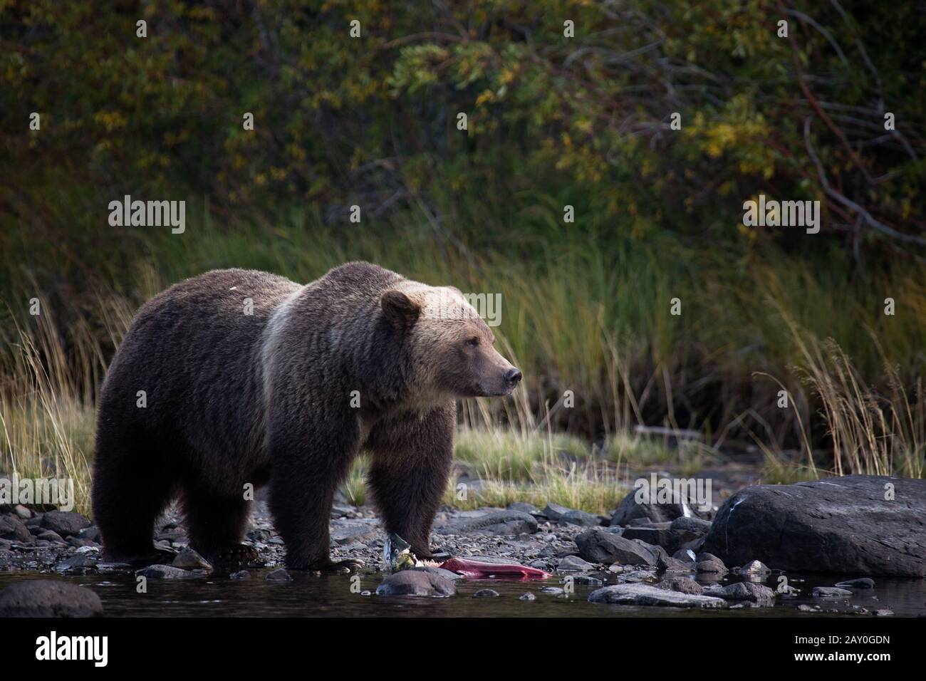 Grizzly Bär, der einen Fisch isst, Chilko Lake, British Columbia, Kanada Stockfoto