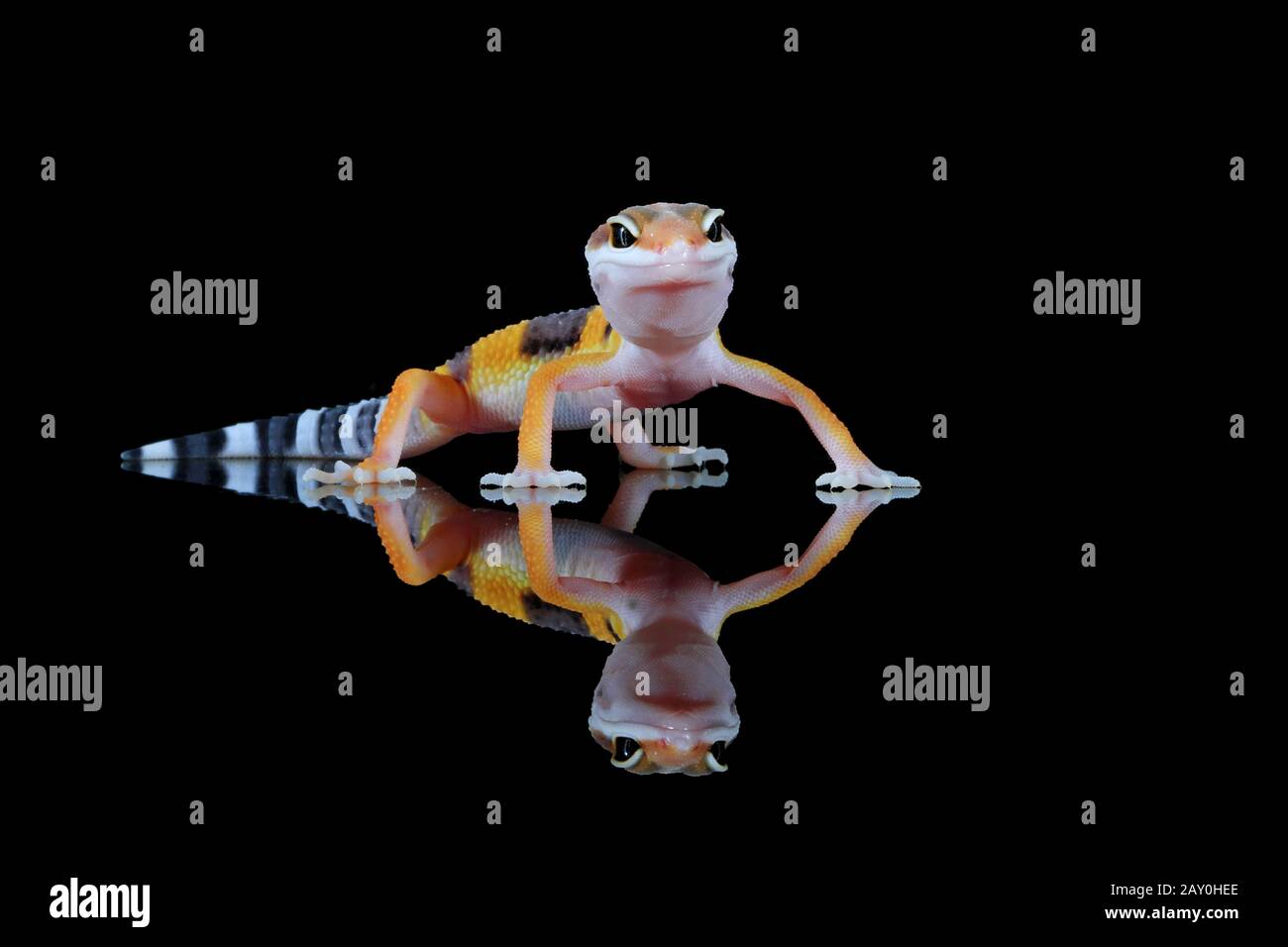 Gecko in einem Studio (Eublopharis macularius), Indonesien Stockfoto