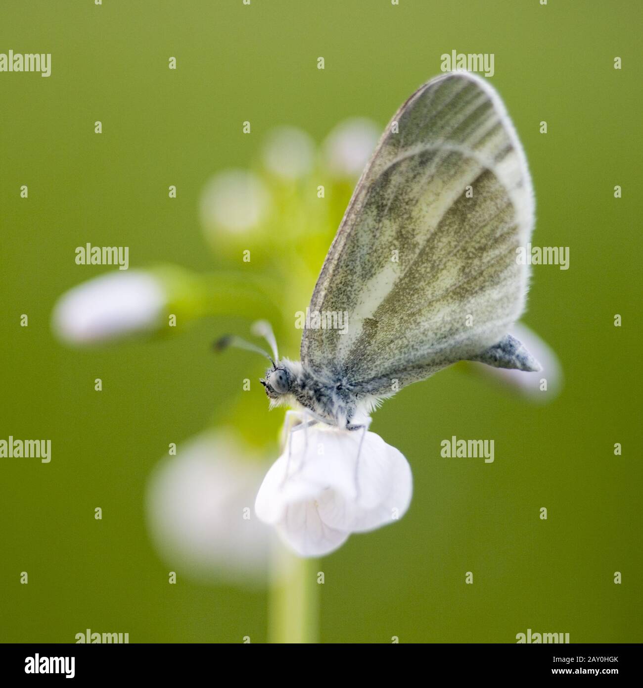 Tuschefleck weiß (Leptidea sinapis) am morgendlichen Tau - Leptidea sinapis Stockfoto