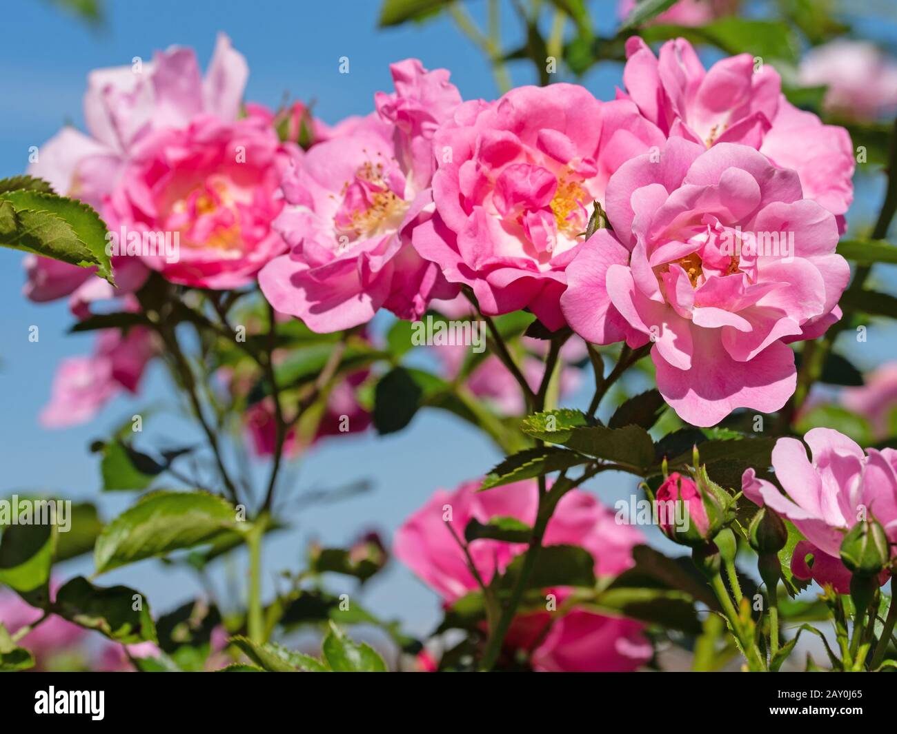 Blühende Edelrosen im Garten Stockfoto