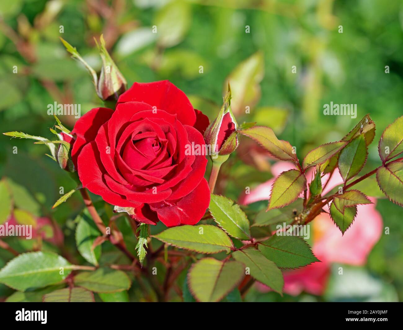 Blühende rote Edelrosen im Garten Stockfoto