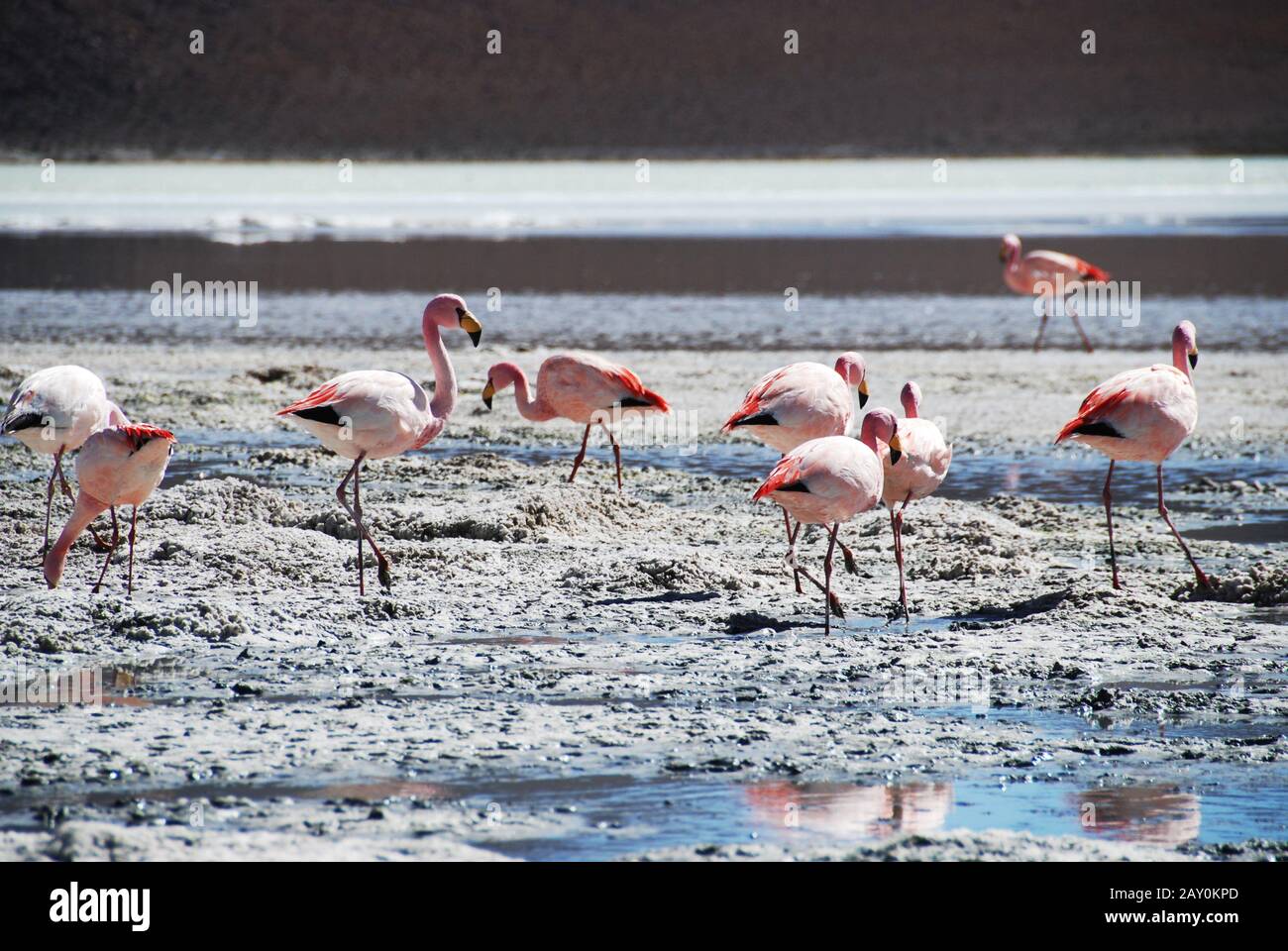 James' Flamingos auf den Salzwohnungen in der Atacama-Wüste, Chile Stockfoto