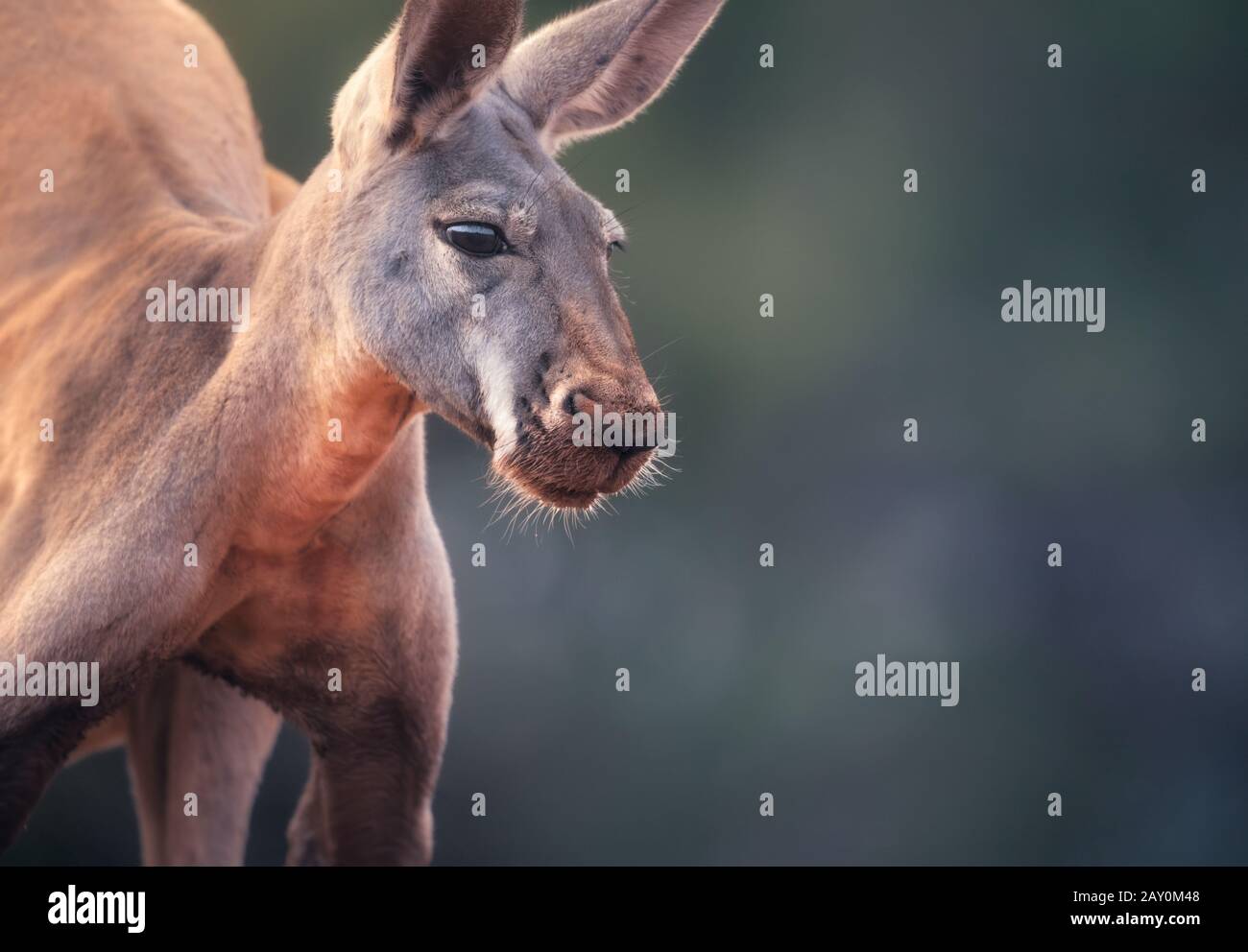 Porträt eines männlichen roten Kängurus (Macropus rufus), Australien Stockfoto