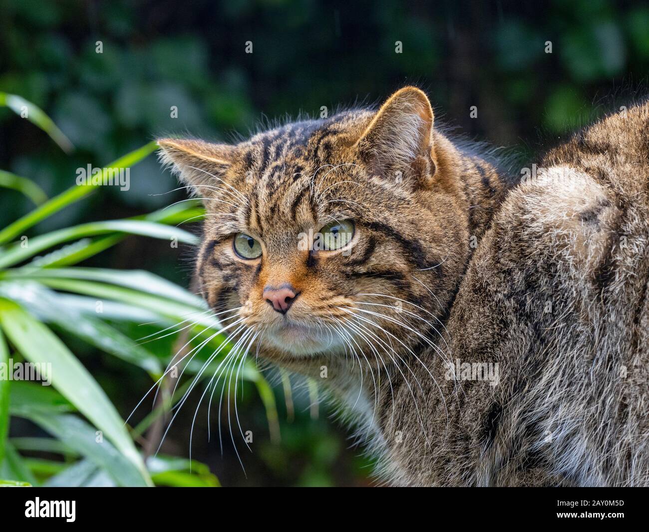 Europäische Wildkatze Felis silvestris silvestris (Captive) Stockfoto