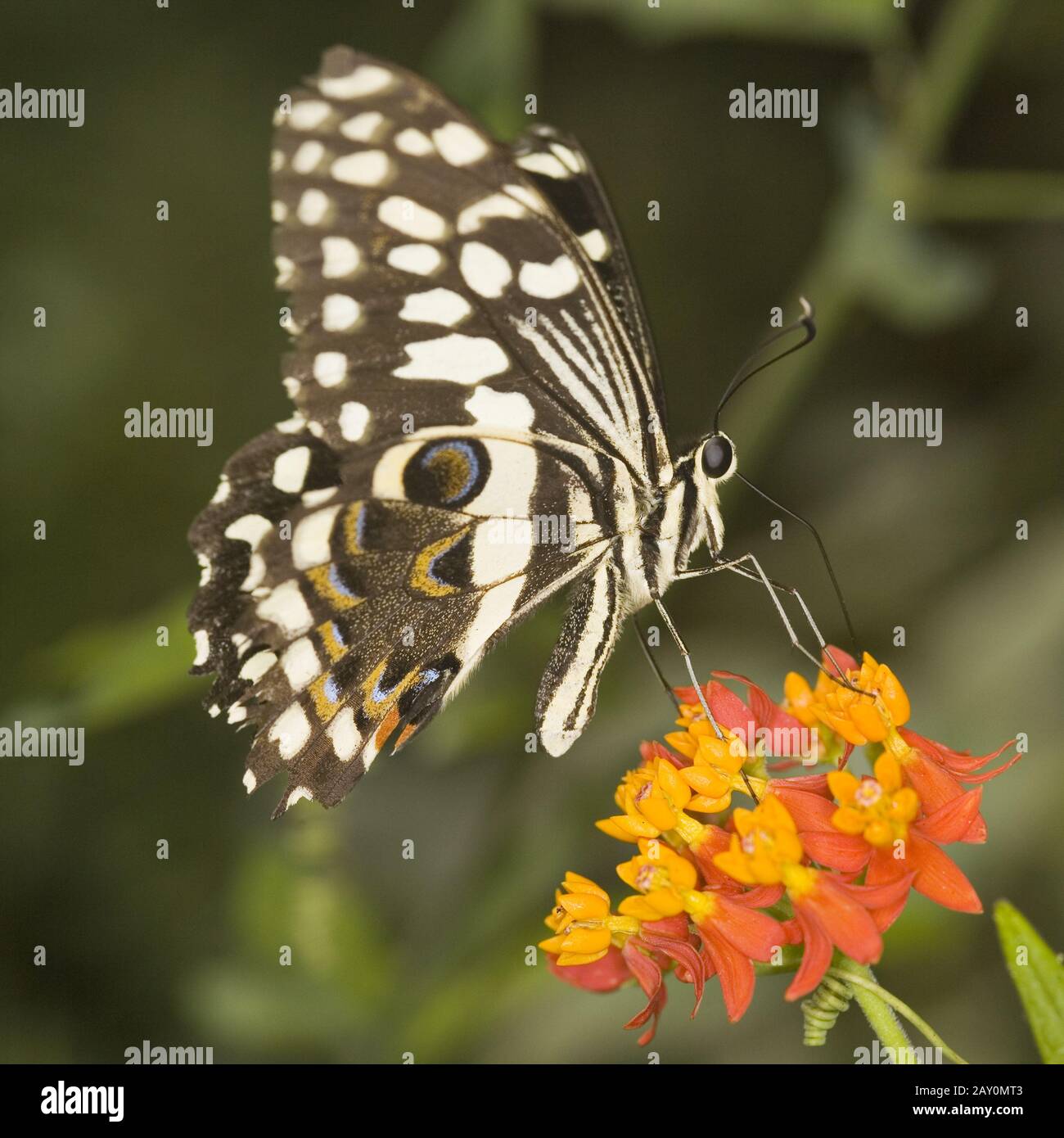 Papilio demoleus (Schwalbenschwanz) - Papilio demoleus Stockfoto