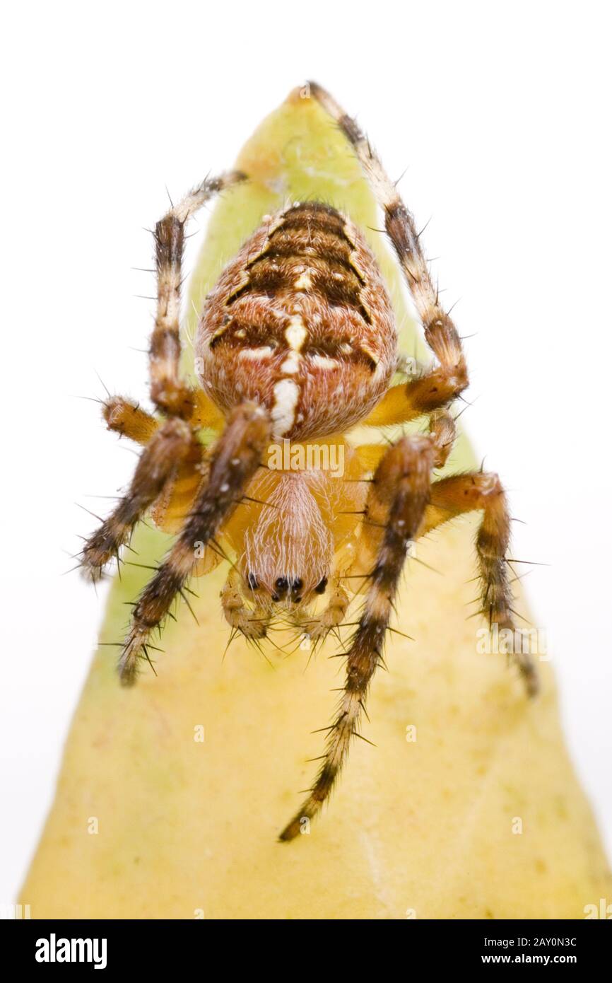 Gartenkreuzspinne (araneus diadematus) - araneus diadematus Stockfoto