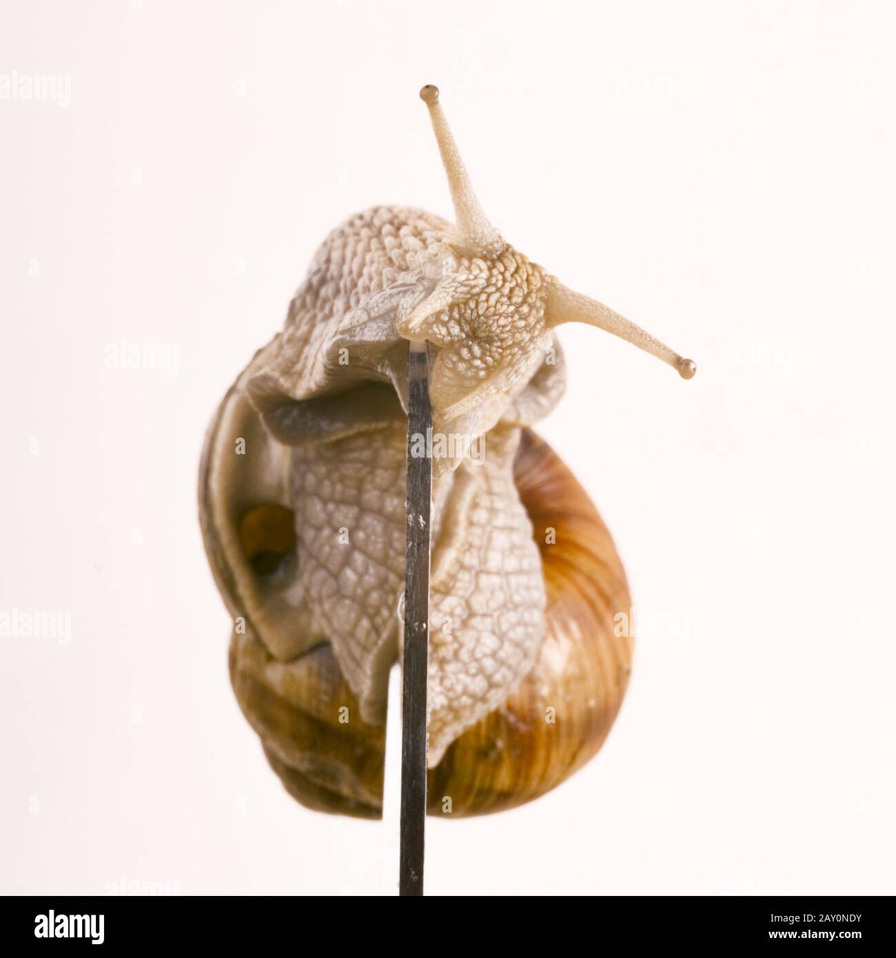 Schnecke auf einer Schere - Helix pomatia Linnaeus mit Schere Stockfoto