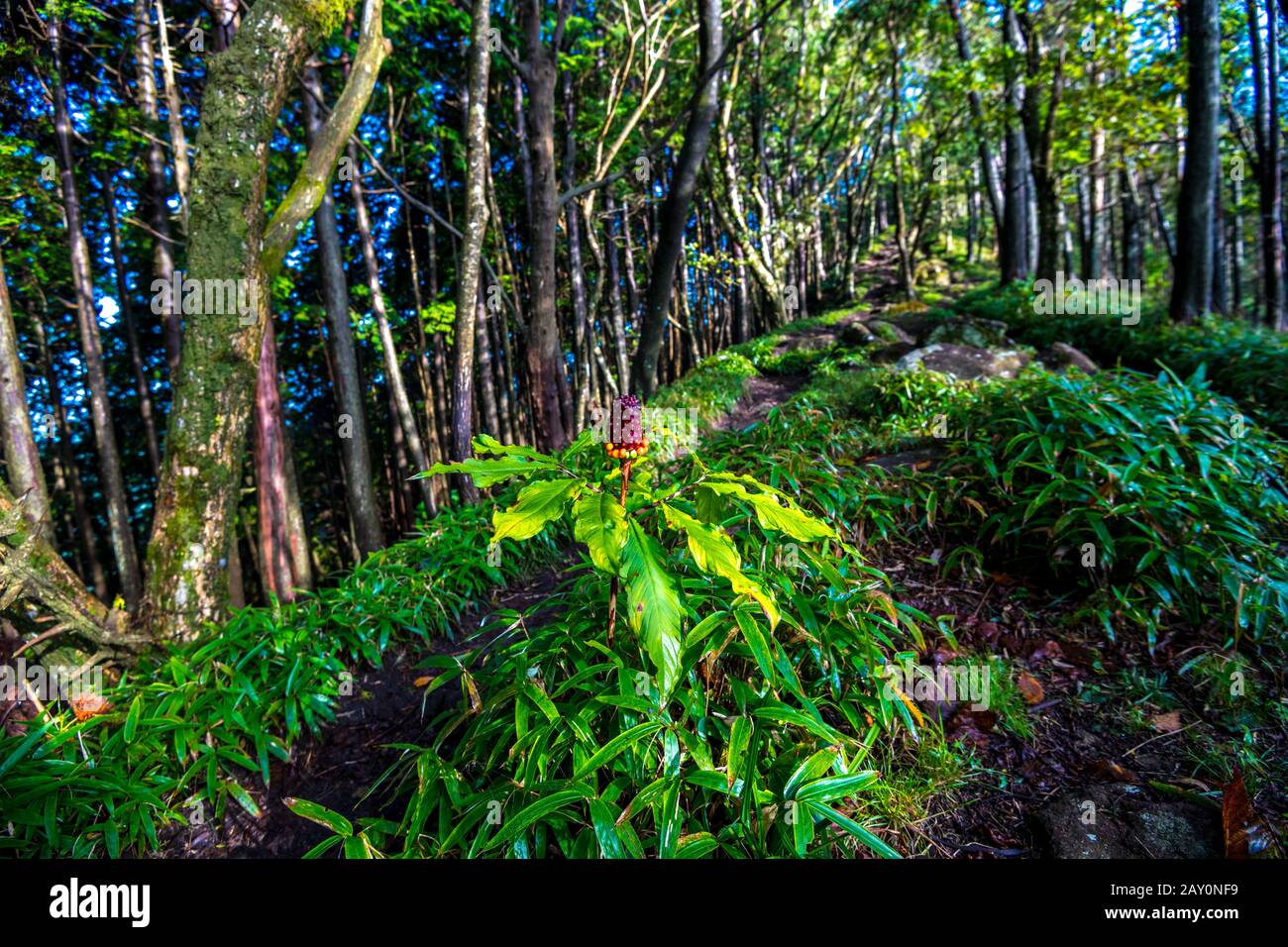 Arisaema serratum, das japanische arisaema. Am schmalen Bergpfad. Giftige Pflanzen. Mamushi-gusa, das Pit-viper-Unkraut, auf Japanisch. Stockfoto