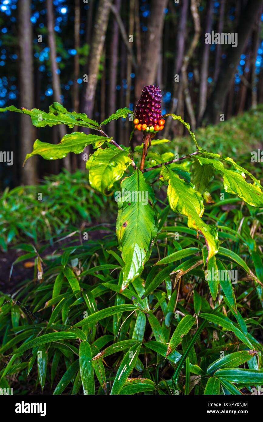 Arisaema serratum, das japanische arisaema. Am schmalen Bergpfad. Giftige Pflanzen. Mamushi-gusa, das Pit-viper-Unkraut, auf Japanisch. Stockfoto