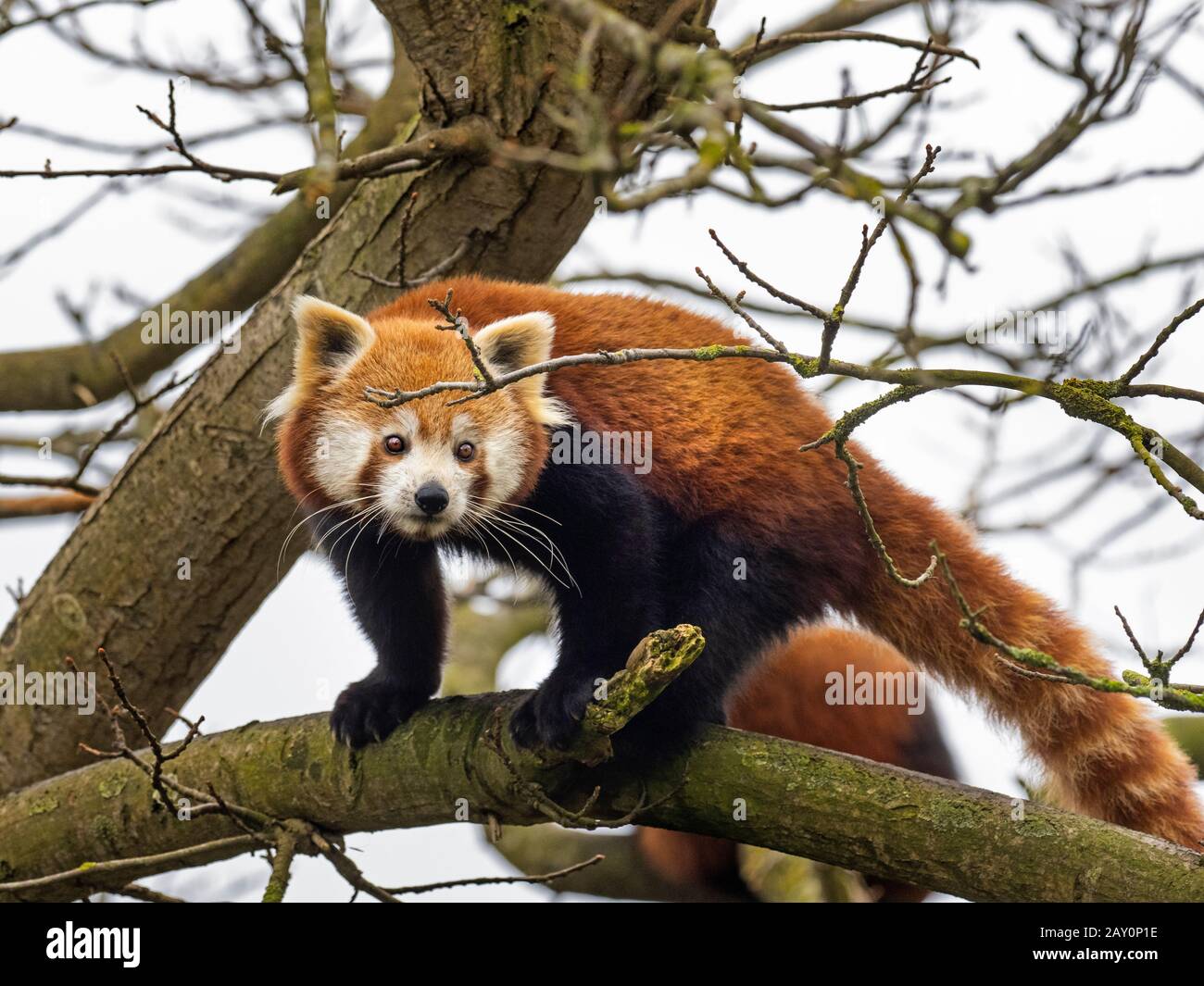 Red panda Ailurus fulgens captive Portrait Stockfoto