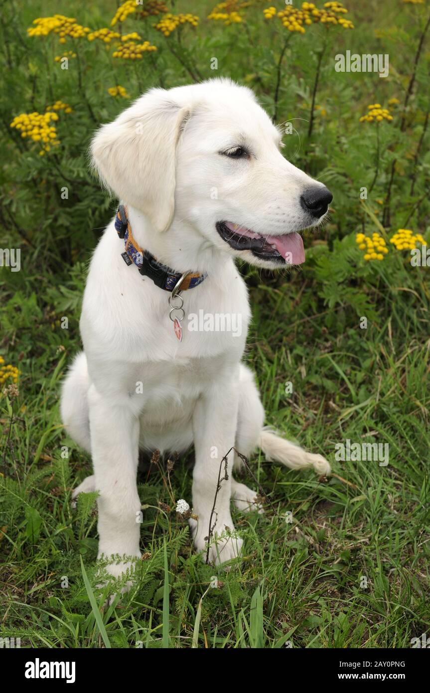 Golden Retriever Welpe 4 Monate Puppy 4 Monate Alt Stockfotografie Alamy